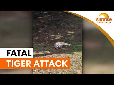 Man dies after jumping into tiger enclosure at UK zoo | Sunrise