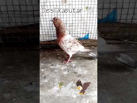 Desi high flyer pigeon desi kabutar top quality ke 🕊️ #desi  #pets  #piano  #kabutar  #shorts  #love