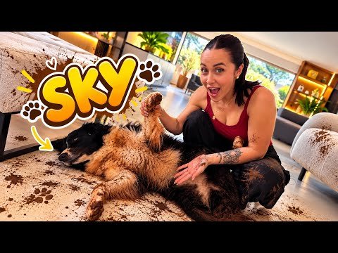 FIQUEI SOZINHA COM A SKY!💦🚿Petshop da Desi 🐶🐾