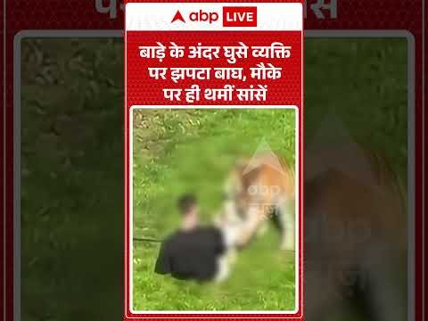 Viral Video : बाड़े के अंदर घुसे व्यक्ति पर झपटा बाघ, मौके पर ही थमीं सांसें  #TigerAttack #Wildlife