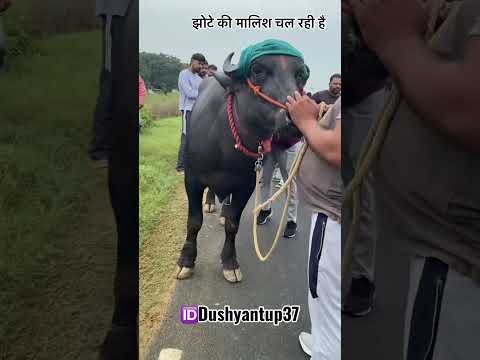 झोटे की मालिश चल रही है #viral #desi #animal #farming #jhotalover #dushyantup37