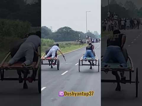New jhota race #viral #viral #desi #animal #farming #up37 #jhotarace #jhotalover