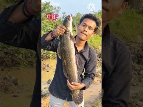 Nala Me Badi Mangur Machhali 🤯#fishing#desi#village#river#nature#shorts#minivlog#fish#viral#reels