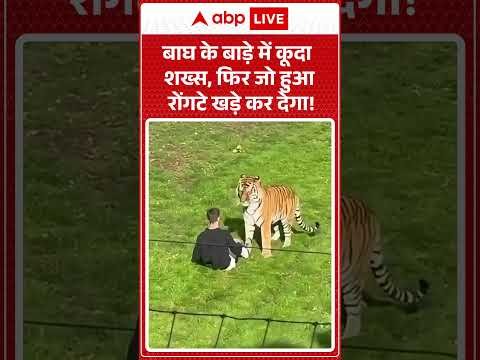 VIRAL VIDEO: बाघ के बाड़े में कूदा शख्स, फिर जो हुआ रोंगटे खड़े कर देगा! |ABPLIVE