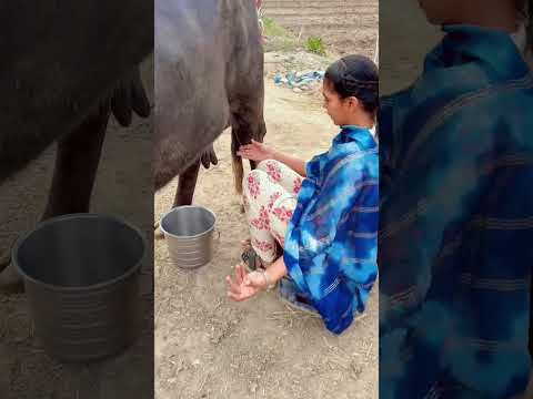 Buffalo milking 🐃 #youtubeshorts #shorts #desi #trending #haryanvi #yt #buffalo #sanjanasahu09