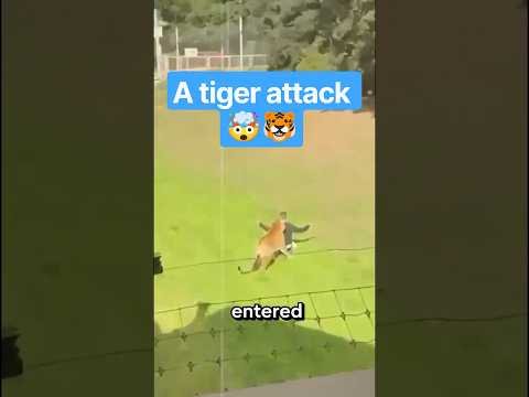 A tiger attack inside “Yorkshire Wildlife Park” in Britain 🤯🐯