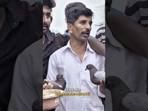 🕊️ PIGEONS LOVE #pigeon#love #viral #likes #Dharwad#Hubli#haveri #indian #india#bangalore #karnataka