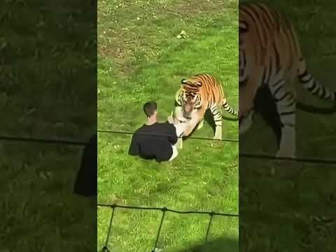 A man has jumped into a tiger enclosure at The Yorkshire Wildlife park!