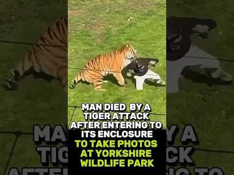 Man Got Attacked By Tiger After Entering To Its Enclosure To Take Photos At Yorkshire Wildlife Park
