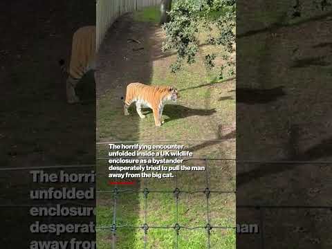 Man films tiger from inside enclosure moments before being mauled to death #shorts