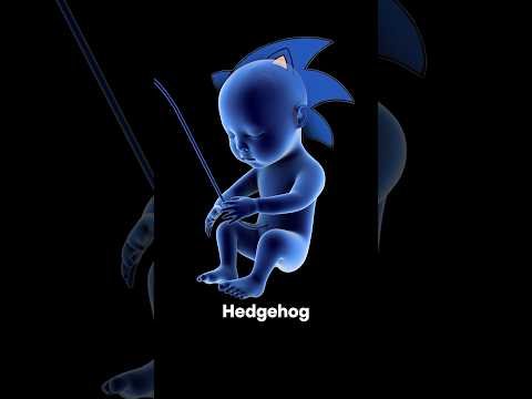 Sonic the Hedgehog is INSIDE YOU