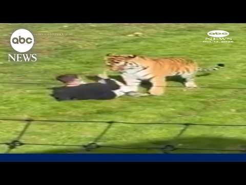 Man attacked by tiger after entering enclosure at England wildlife park