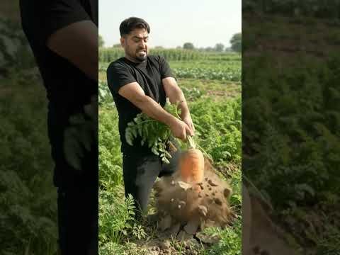 New Punjabi Song 2026 | Punjabi Song 2026 | Latest Punjabi Song 2026 | Latest Punjabi Song