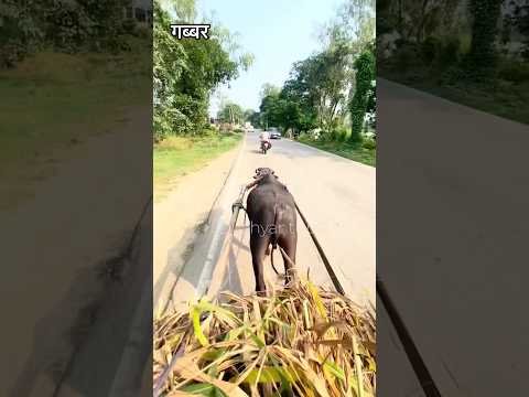 गब्बर बच्चा #viral #desi #animal #farming #jhotalover #jhotarace #desilife #viralvideo