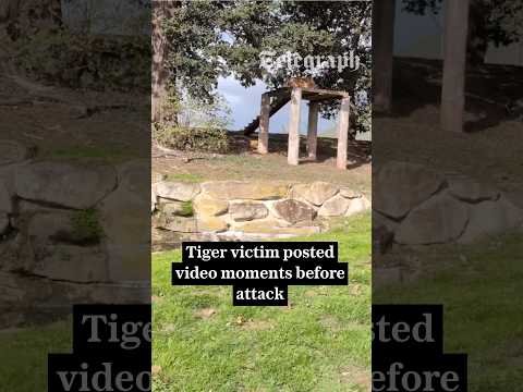Tiger victim William Chapman posted video moments before attack