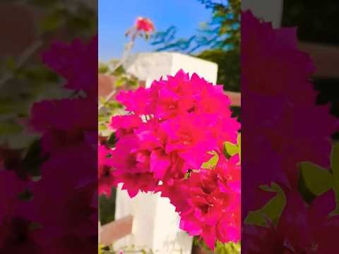 beautiful mosham #nature #bolleywoodsong #desi #desinature