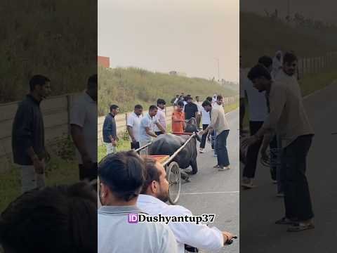 खतरनाक वाला झोटा #viral #desi #animal #farming #dushyantup37 #jhotarace