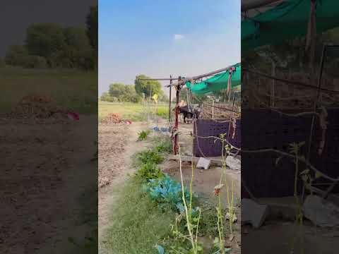 भैस का बच्चा खेत में भाग गया 😂😂 #youtubeshorts #shorts #desi #trending #haryanvi #yt #buffalo