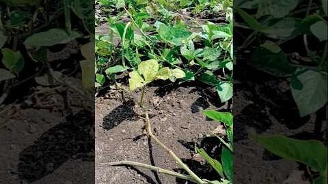🫛 sabhaji business,, 👳#farming #desi farming 🚜