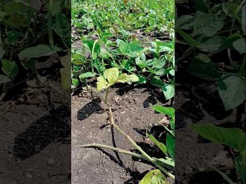 🫛 sabhaji business,, 👳#farming #desi farming 🚜