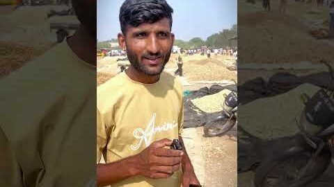 नीमच मंडी में देशी मूंगफली का भाव | Desi Mungfali Ka Bhav | Neemuch Mandi