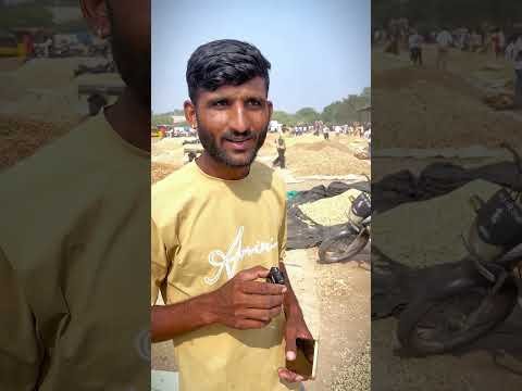 नीमच मंडी में देशी मूंगफली का भाव | Desi Mungfali Ka Bhav | Neemuch Mandi