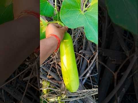 लौकी की हार्वेस्टिंग 🥒 #youtubeshorts #desi #villagelife #dalyvlog #kitten #shorts #lauki #green