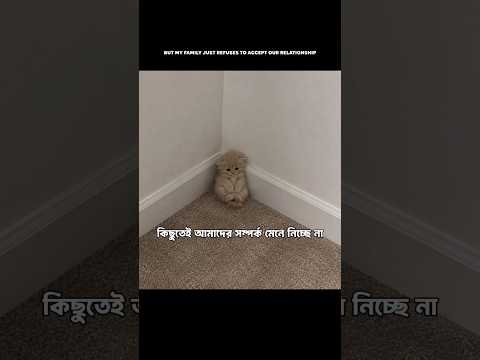 ভালোবাসা কেনো এতো অসহায়? 🐸 #relatable #funny #desi #cat #memes #voiceeffects#voiceover#viralvideo