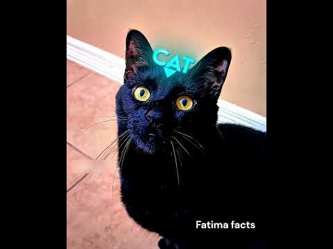 ‘The Cat’ played like Ronaldo. #viral #youtubeshorts #shortsfeed #ytshorts