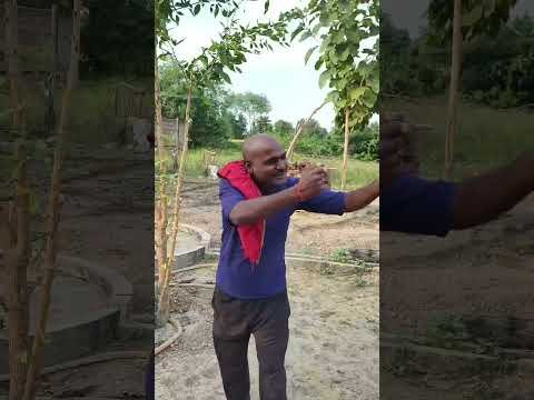 लंदन और ऑस्ट्रेलिया वाले भगवान… #comedy #reels #desi comedy #fanny #वीडियो प्लीज़ शेयर
