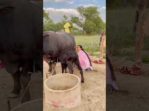 Buffalo milking 🐃 #youtubeshorts #shorts #desi #trending #yt #buffalo